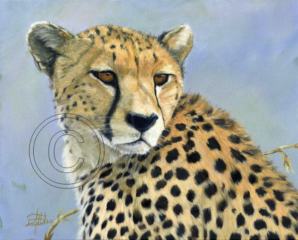 Cheetah Headstudy